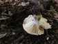 Szenes galambgomba (Russula nigricans), Somogy. Tönkhöz nőtt, ritka, vastag, váltakozó hosszúságú lemezek